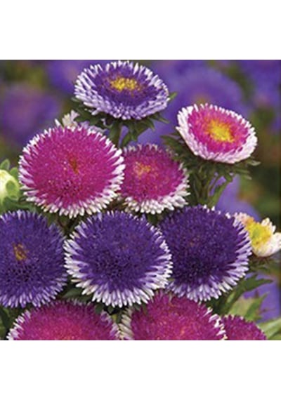 Blue Moon Pompon Aster Çiçeği Tohumu 50 Tohum