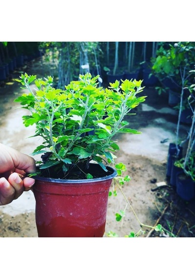 Kasımpatı Krizantem Chrysanthemum Seti 3lü 10-20 Cm