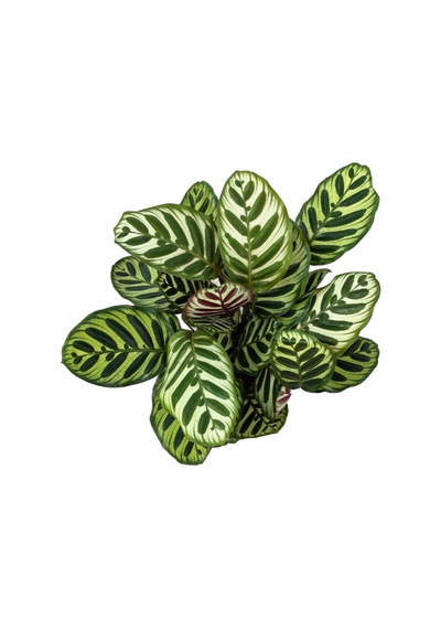 Calathea Makoyana (Dua Çiçeği) Ø19 CM Y50-60 CM