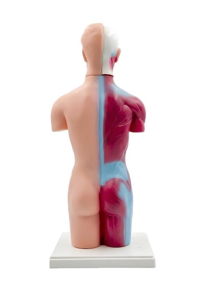Temel Büyük İnsan Vücudu Modeli 45 Cm 69120567