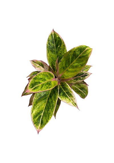 Aglaonema 'Salmon Fantasy' (Çin Herdemyeşili) Ø12 CM Y25-30 CM