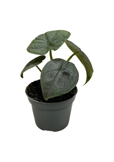 Alocasia Melo Fil Kulağı Ø5,5 Cm H0-10 Cm