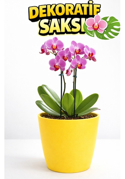 Orkide Saksısı Sarı Dekoratif Dış Saksı 1 Adet- 12 Pot Şeffaf Orkide Üretim Saksısı Hediyeli