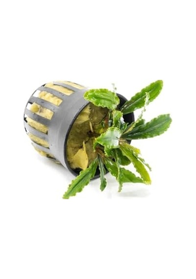 Bucephalandra Velvet Saksı Canlı Bitki Diğer