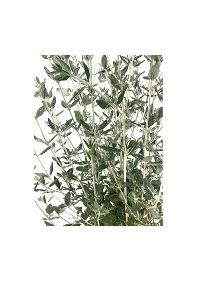 Serada Decor Plant Zeytin Çalısı 40-50 Cm 2 Adet