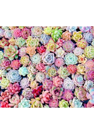 10 Adet Mıx Echeveria Succulent Tohumu
