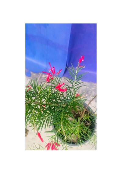 Gravilla Çalısı Canlı Bitki