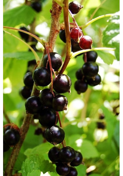 Karayemiş Fidanı Laurocerasus Officinalis ,2 Adet