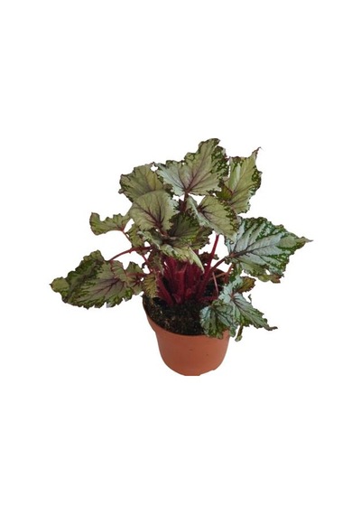 Begonia Rex Asian Rex Begonya Bitkisi
