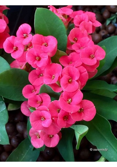 Videolu Pembe Milli Dikenler Tacı Dolgun Çiçekli 1 Adet Saksılı 20-40 Cm Salon Kaktüsü Euphorbia