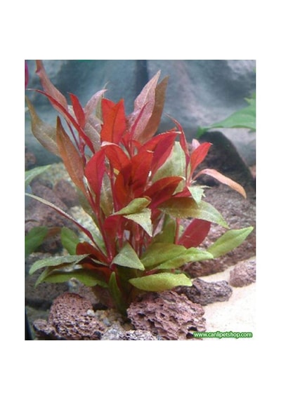Alternanthera Reineckii 10 Adet