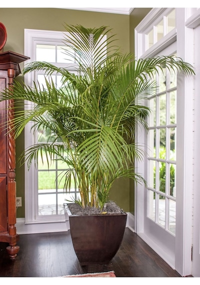 Areka Palmiyesi - Areca Palm 80-150 Cm