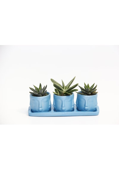 Trio Mavi Adler Sukulent Seti - Haworthia Pumila. Gasteria