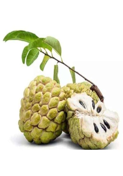 Sugar Apple Fidanı Aşısız 2 Yaş 40 Cm 2 Adet
