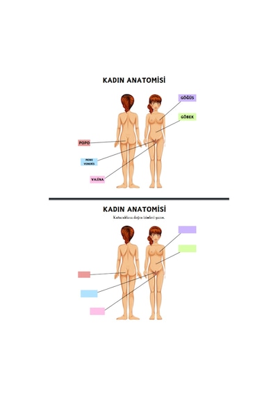 Okullar İçin Anatomi Yaz-sil Kitabı Herkes İçin