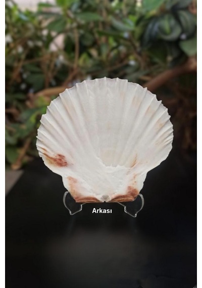 Scallop Shell Deniz Kabuğu Büyük Boy 6-ss