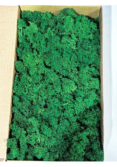 Reindermoss Şoklanmış Norveç Yosunu Terarium Yosunu Grass Green 500 Gr.