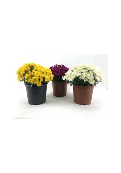 Kasımpatı Fidanı 3 Adet 10-20 Cm Beyaz-fuşya-sarı