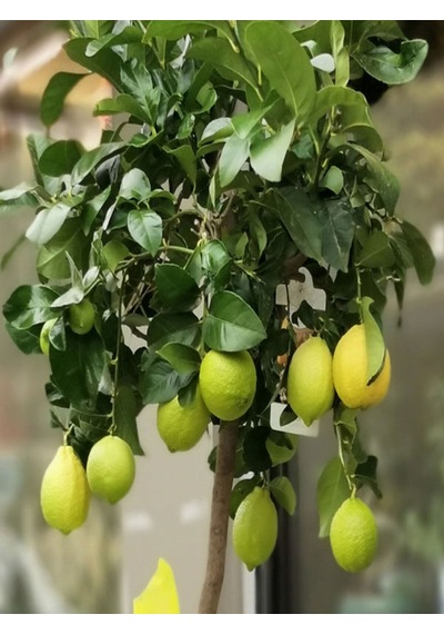 Videolu Mis Kokulu 1 Adet Yediveren Limon Fidanı 80-100cm Saksılı Lemon Sapling