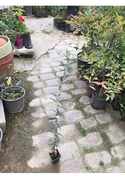 Arbequina Zeytin Fidanı
