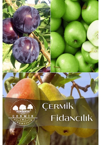 3 Çeşit Karışık Meyve Fidanı Kara Dut , Yeşil Elma Ve Armut
