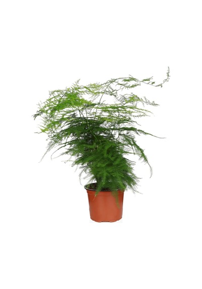 Asparagus Eğrelti Otu - Kuş Konmaz- 12 Cm Plastik Saksıda