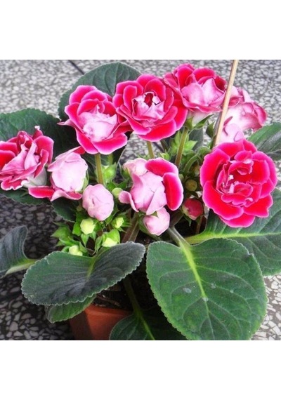 Saksılı Gloksinya Bardak Menekşe ( Pembe Renk ) Gloxsinia