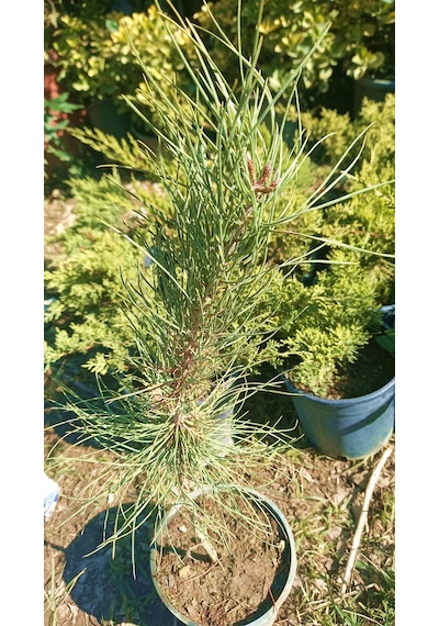 Fıstık Çamı Fidanı 3 Adet - Pinus Pinea