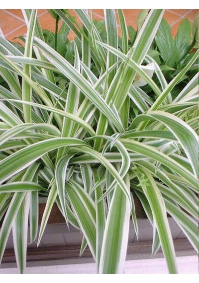Çok Avantajlı Bol Köklü Dolgun Kurdele Çiçeği Chlorophytum Comosum 20-40cm
