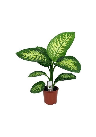 Difenbahya Çiçeği Fidanı 20-40cm Saksılı Çiçekli Bodur Bitkiler Dieffenbachia