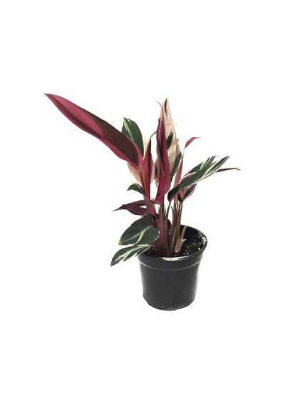 Calathea Triostar (Dua Çiçeği) Ø12 CM Y30-35 CM