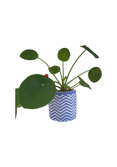 Çin Para Bitkisi | Mini Pilea | Mavi Saksıda