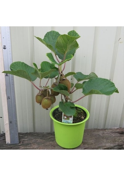 Nadir Ithal Bodur Kivi Bonzai Ağacı Tohumu 5 Tohum Bonsai Tohumu
