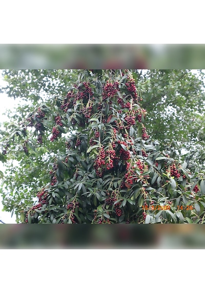 Karayemiş Taflan , Trabzon Kirazı 150-200 Cm Özel Kalite Olar