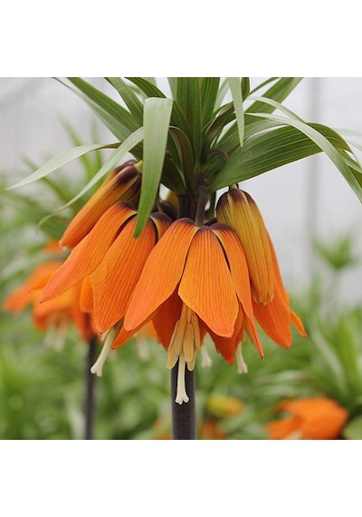 Turuncu Renkli Aurora Fritillaria Imperialis Ters Lale Soğanı  1