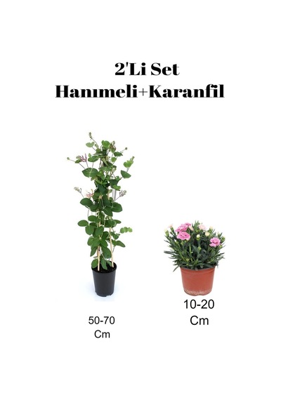 2'li Set Hanımeli+ Pembe Karanfil Çiçeği Dış Mekan Bitkisi