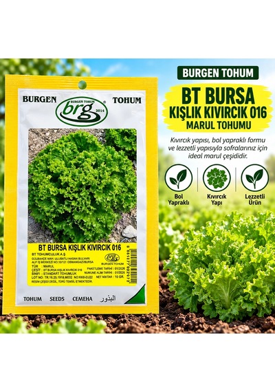 Bürgen Tohum Bt Bursa Kışlık Kıvırcık 016 Marul Tohumu 10 Gr
