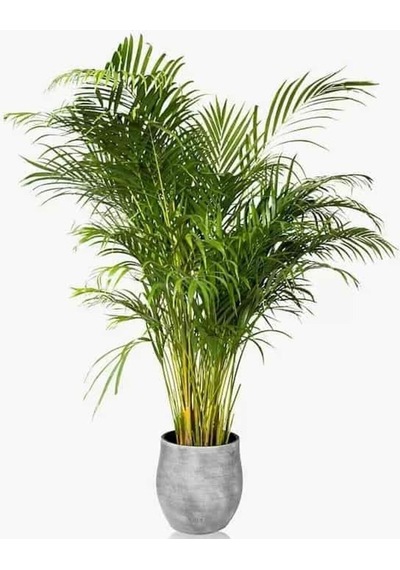 Areka Palmiyesi 80-110cm