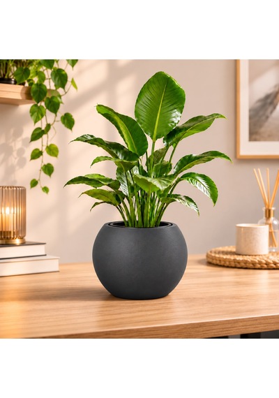 Antrasit Yuvarlak Dekoratif Saksı 20x20 Cm İç Saksılı Modern Salon Ve Balkon Saksısı 9 Litre -