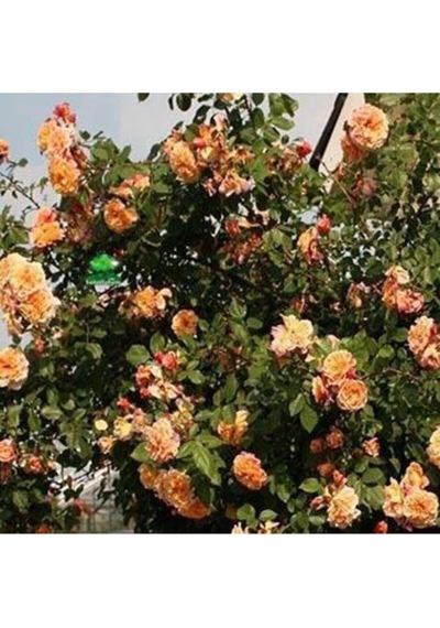 Yediveren Somon Kayısı Sarmaşık Gül Fidanı 15-25 Cm