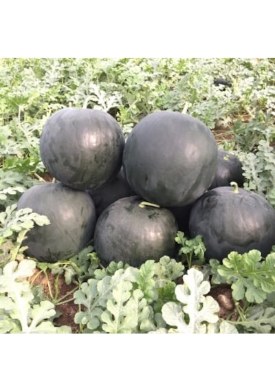 Siyah Karpuz Tohumu 300+ Tohum N118583