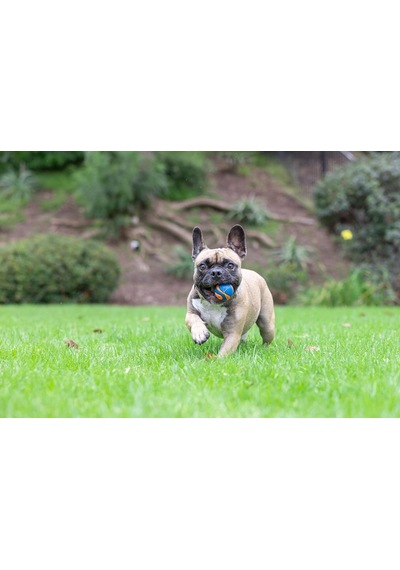 Ultra Squeaker Sesli Oyun Topu Small - Köpekler İçin Dayanıklı, Yüksek Zıplama Kabiliyetine Sahip, Doğal Kauçuk Top