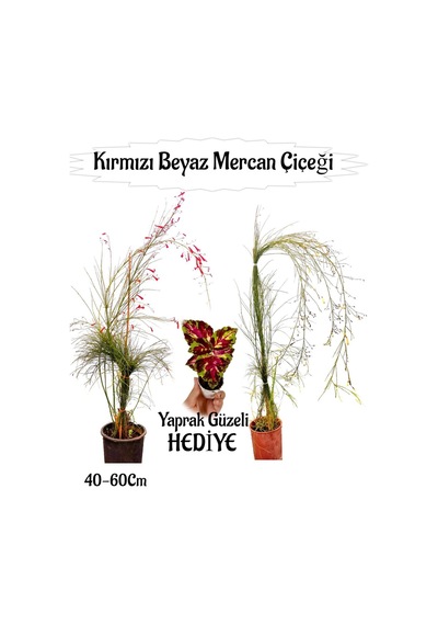 Kırmızı Mercan-beyaz Mercan Çiçeği 2 Adet+ Yaprak Güzeli Çiçeği Hediyeli Bahçe Bitkisi