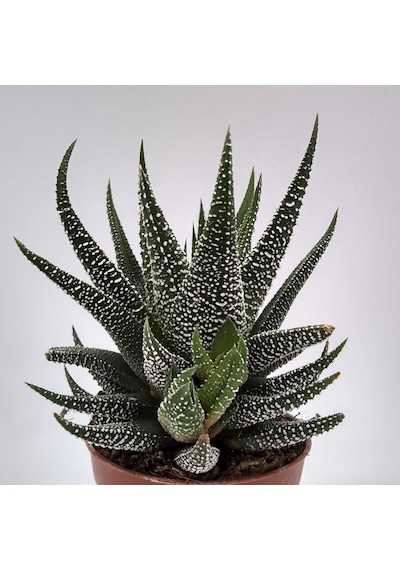 Haworthia Fasciata Concolor 20 Adet
