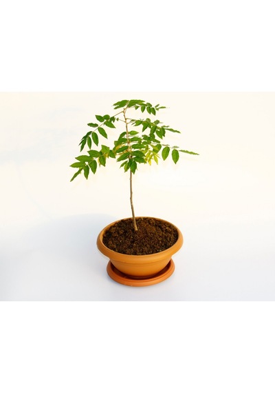 Bonsai Mor Salkım Fidanı
