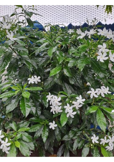 Videolu Arap Yasemin Arap 80 100 Cm 1 Adet Saksılı Dış Mekan Ve Dekarasyon Bitkisi Jasminum
