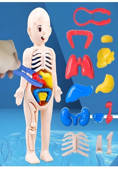 Ayver Insan Vücudu Anatomisi Organ Bulmaca Puzzle Bultak Yapboz Eğitici Ve Öğretici Oyuncak 20 Standart
