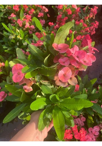 İthal Dolgun Pembe Renkli Saksılı 1 Adet Milli Dikenler Tacı Euphorbia Milii