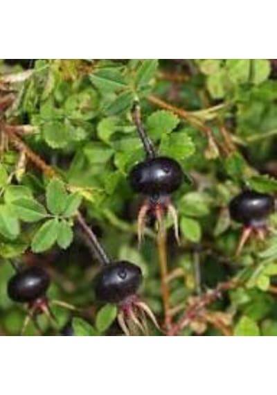 Siyah Kuşburnu Fidanı Rosa Pimpinellifolia 2 Yaş, 50 80 Cm