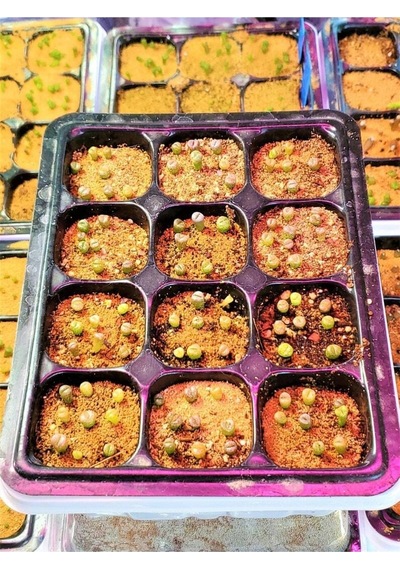20 Adet Lithops Mix Tohumu
